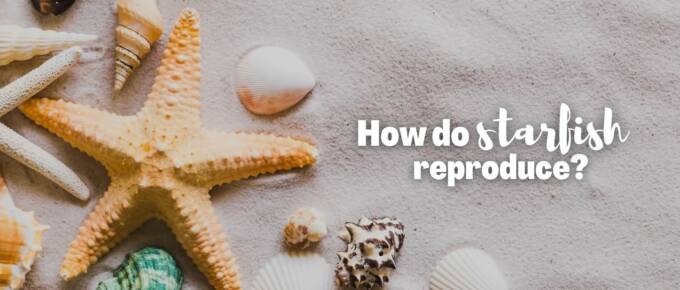 How do starfish reproduce featured image