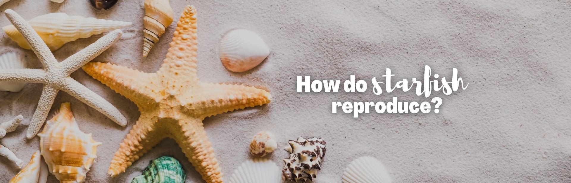 How Do Starfish Reproduce? A Deep Dive into the Dual Modes of Starfish Reproduction