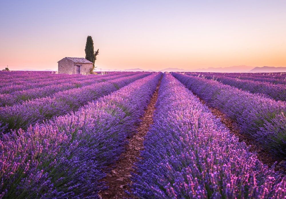 Valensole lavender fields in Provence, France