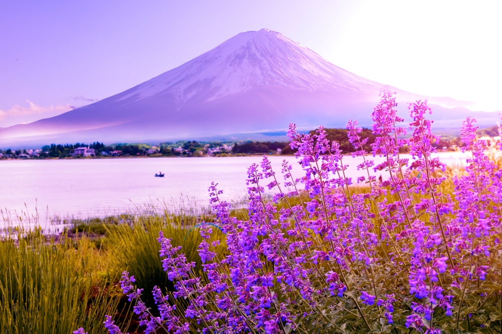 Lavender growing near Mt. Fuji in Japan