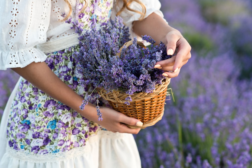 Woman holding a basket full of lavender flowers