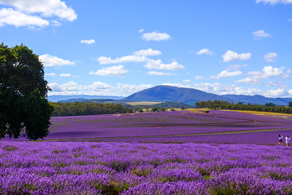 Scenic view of a lavender field in Bridestowe Lavender Estate, Tasmania