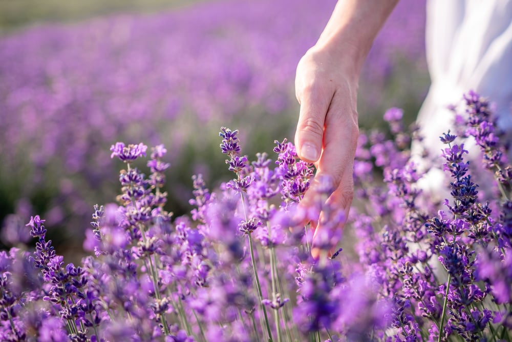 A hand touching lavender flowers in a lavender field