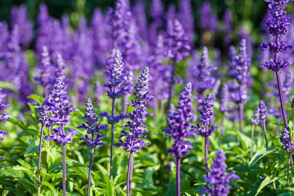 Close up of English lavender flowers or Lavandula angustifolia