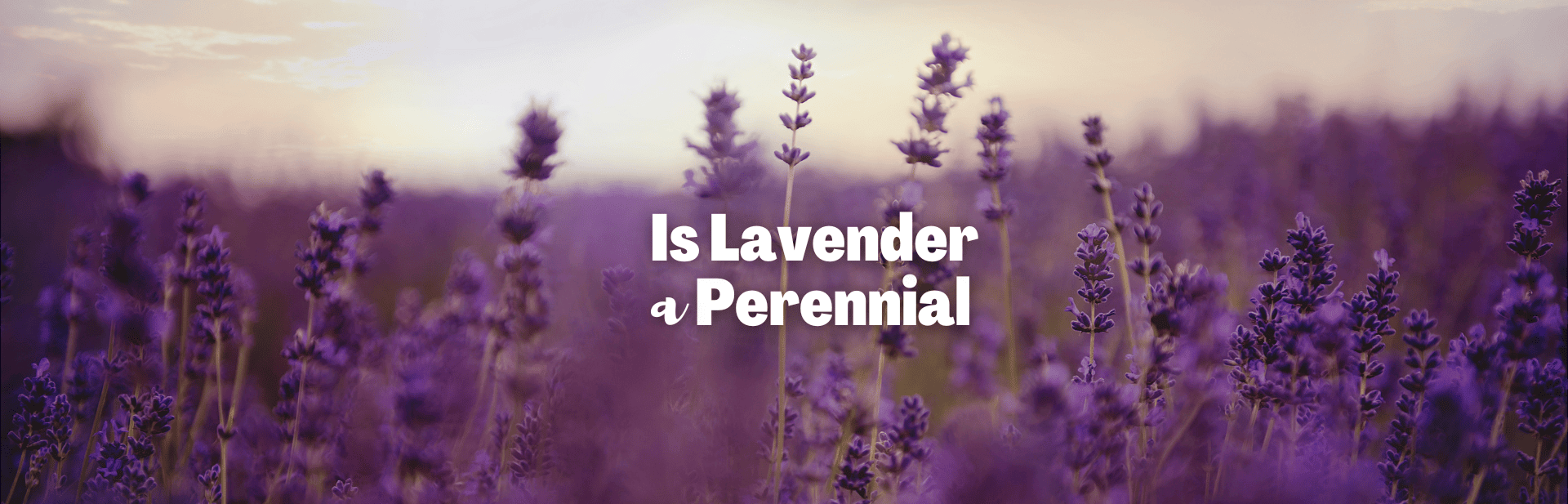 Is Lavender a Perennial? Unearthing Facts About The Fragrant Herb