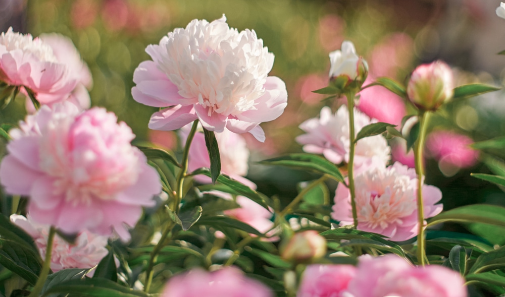 Blooming pink peony flowers