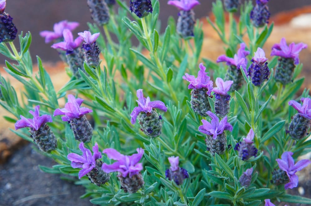 image of Lavandula latifolia also known as broadleaved lavender and spike lavender