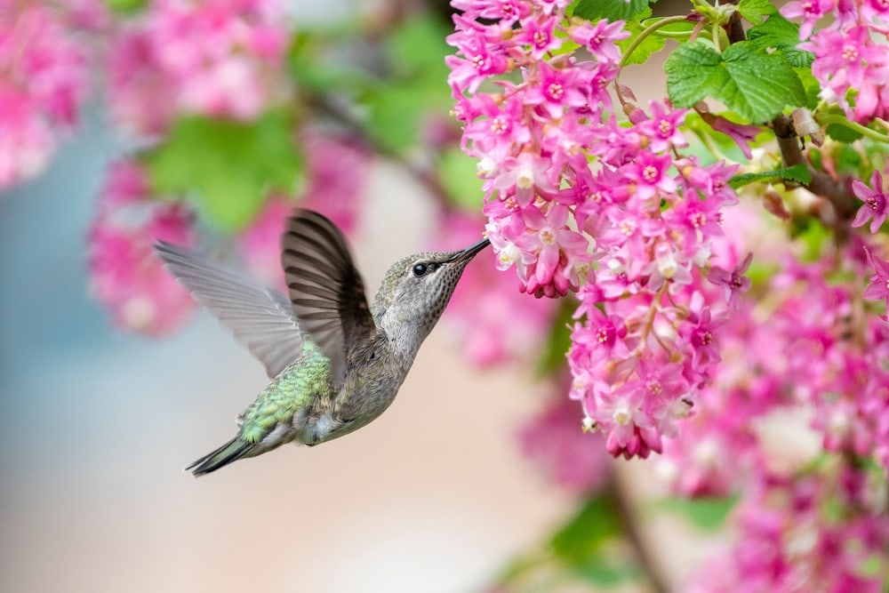 A hummingbird sipping nectar from pink flowers