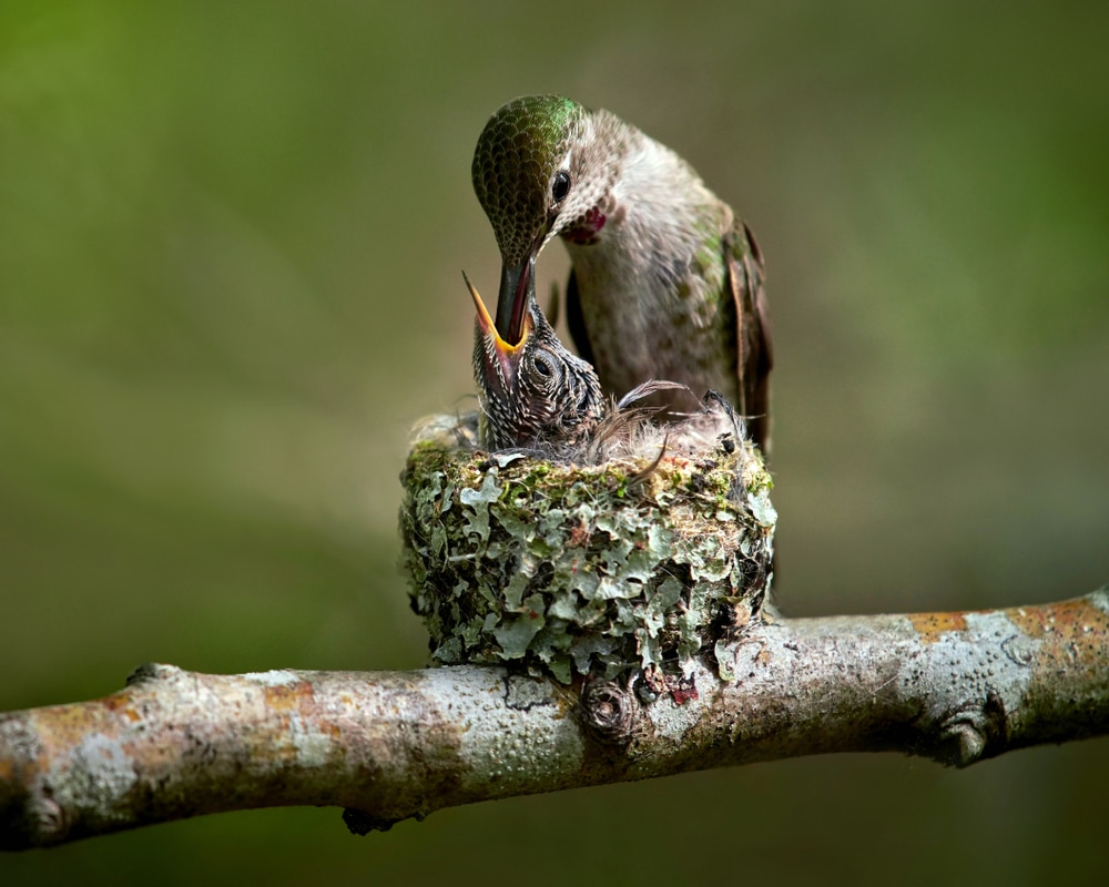 A mother hummingbird feeding her chick