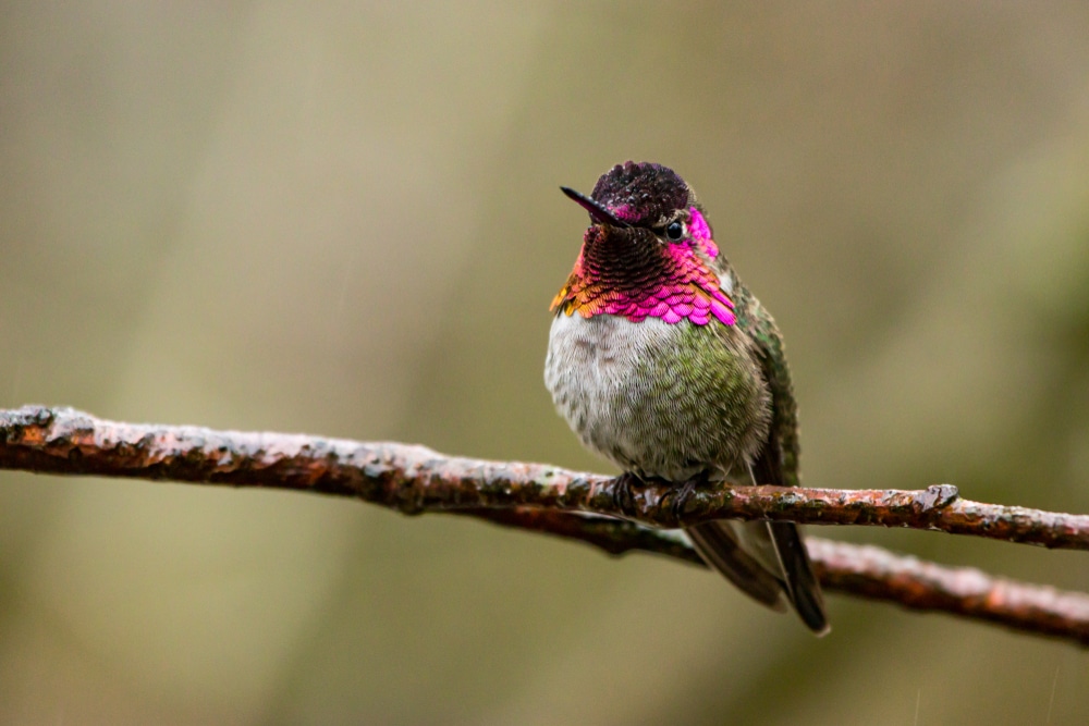 A male Anna's hummingbird perched on a tree branch