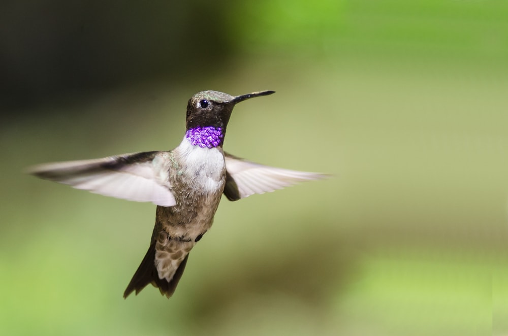 A Black-Chinned Hummingbird in flight