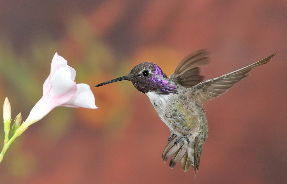 A Costa's hummingbird sipping nectar from a flower