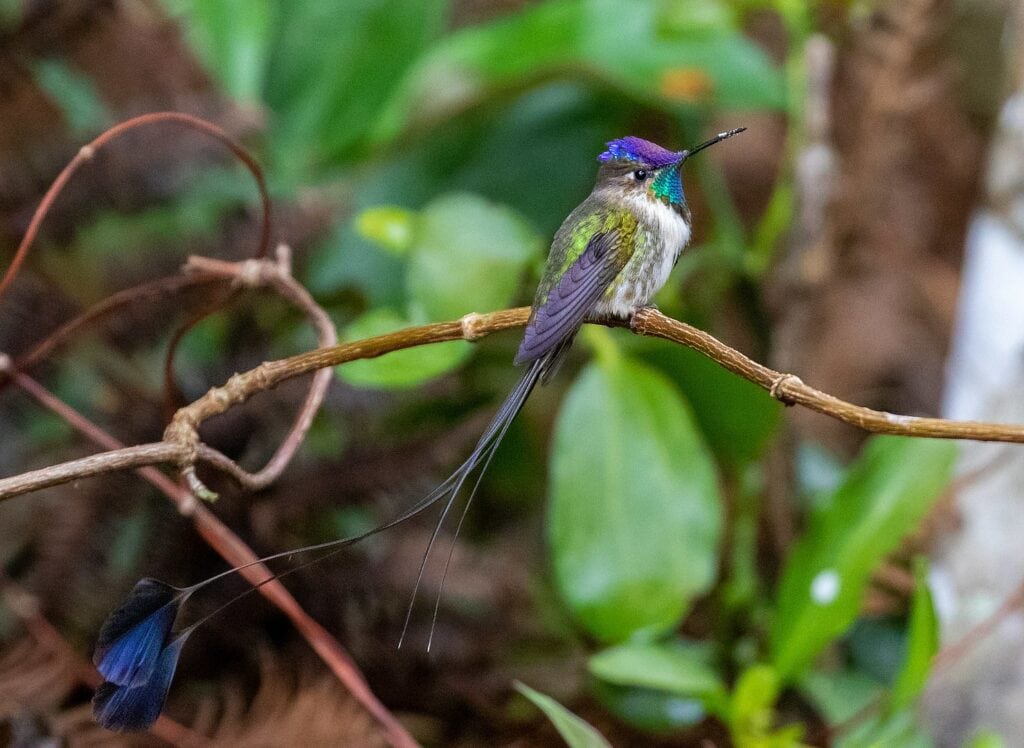 a Marvelous Spatuletail perched on a branch