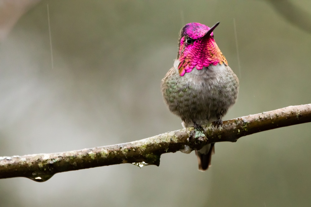 An Anna's Hummingbird on a branch