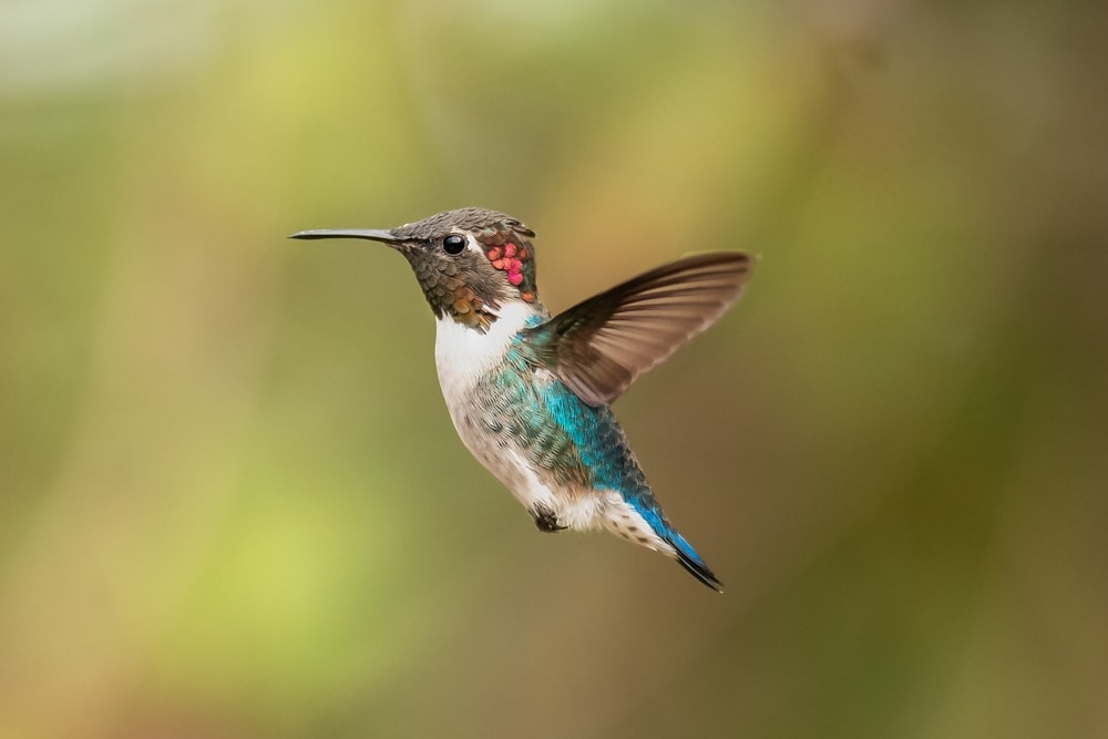 A bee hummingbird in flight