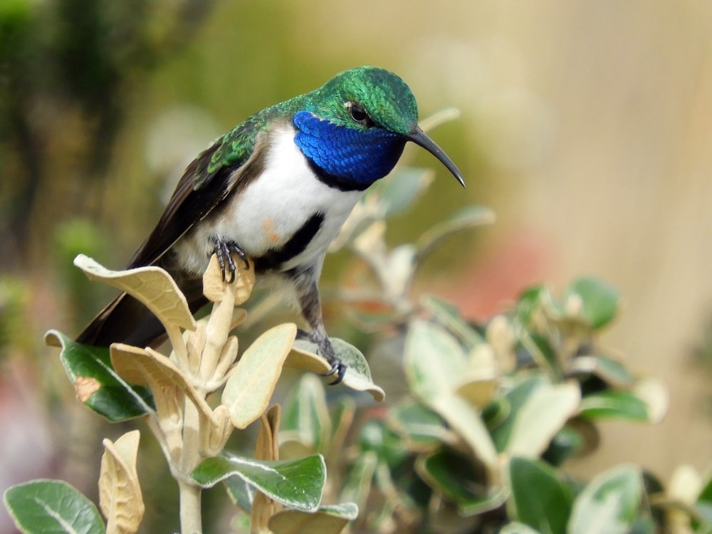 A Blue throated hillstar on top of leaves