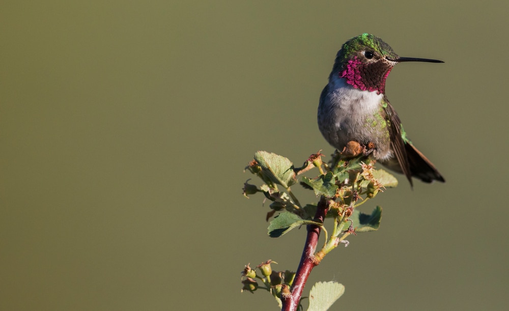 A male broad-tailed hummingbird perched on a stem 