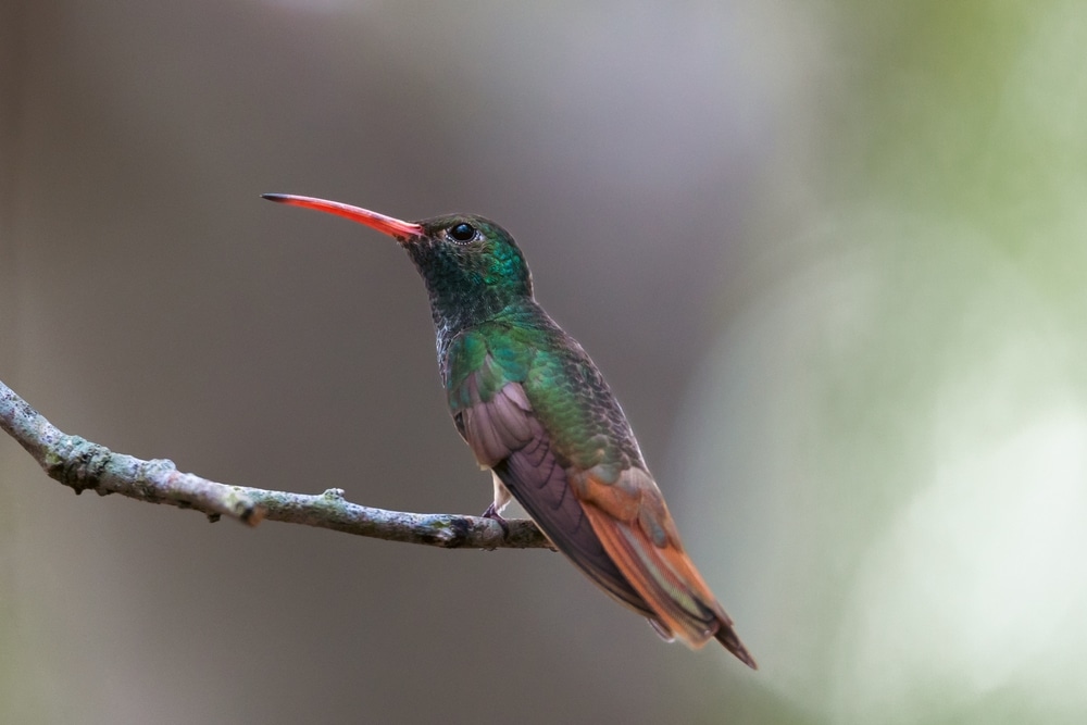 a buff-bellied hummingbird on a branch 