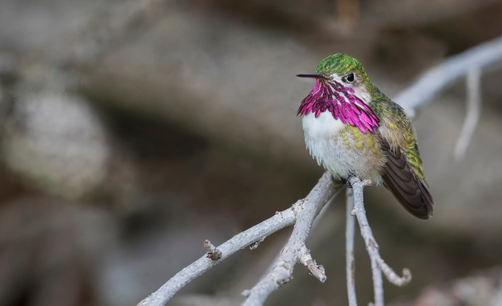 A male Calliope hummingbird sitting on a branch