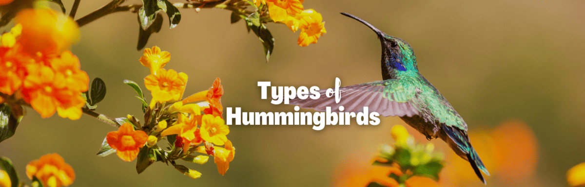types of hummingbirds featured image