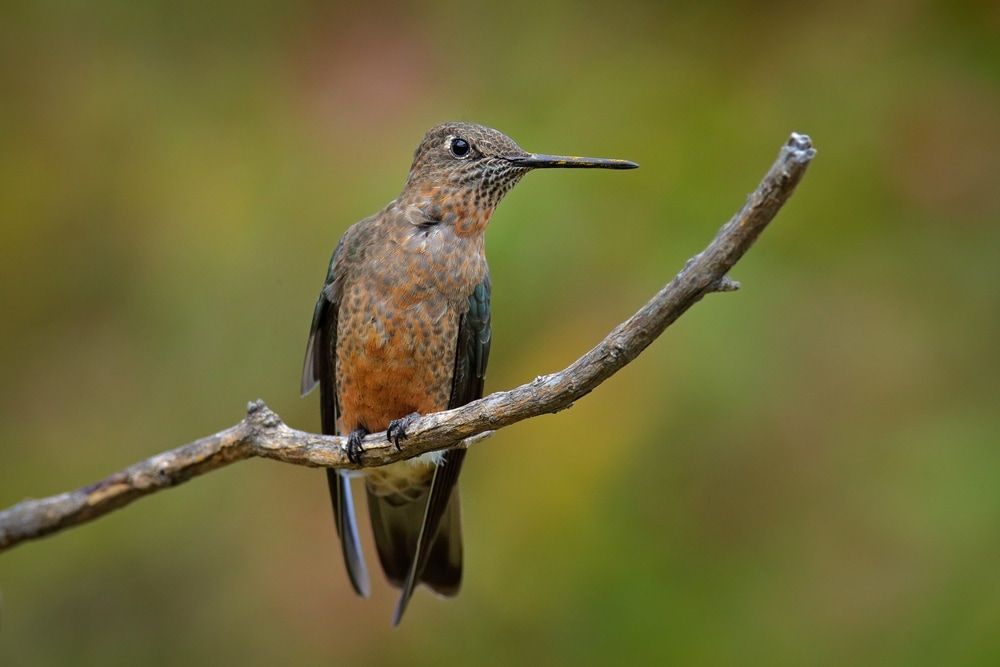 A giant hummingbird perched on a tree branch