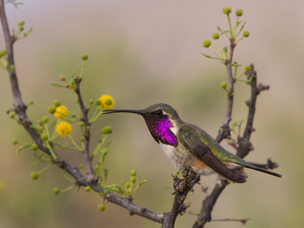 A lucifer hummingbird perched on tree branch
