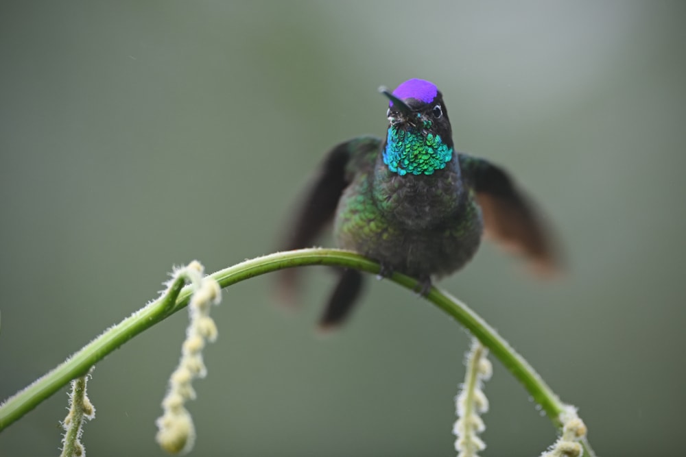 image of a male Rivoli’s hummingbird perched  on a stem