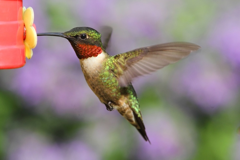A Ruby-throated hummingbird  in flight at a feeder