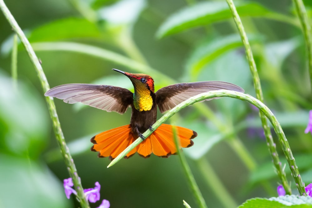 A male ruby-topaz hummingbirds with wings opened