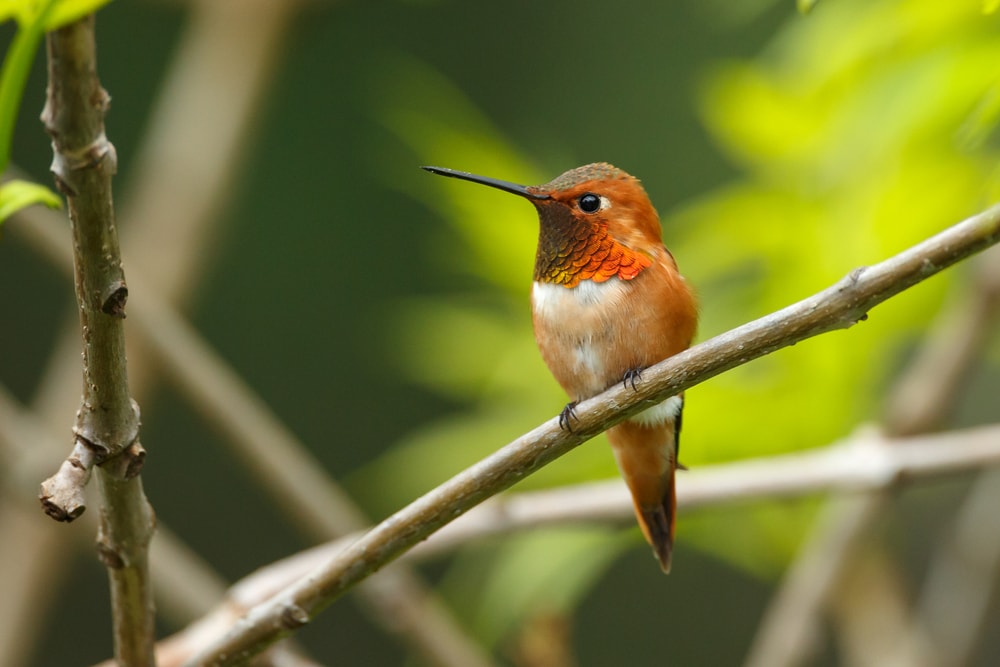 Male Rufous Hummingbird perched on a twig