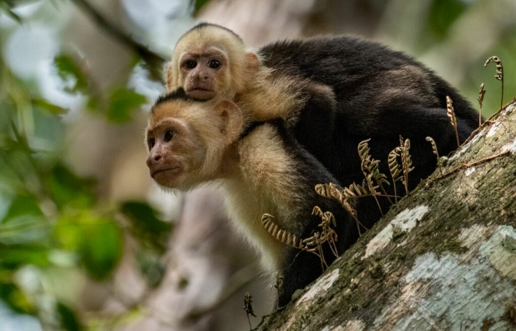 two Panamanian White-Faced Capuchin on a tree