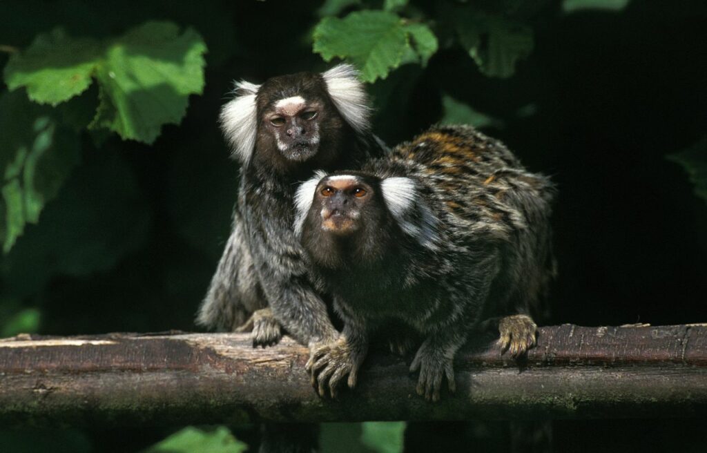 Two common marmoset on a tree log