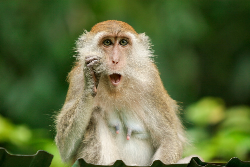 Funny crab-eating macaque looking shocked