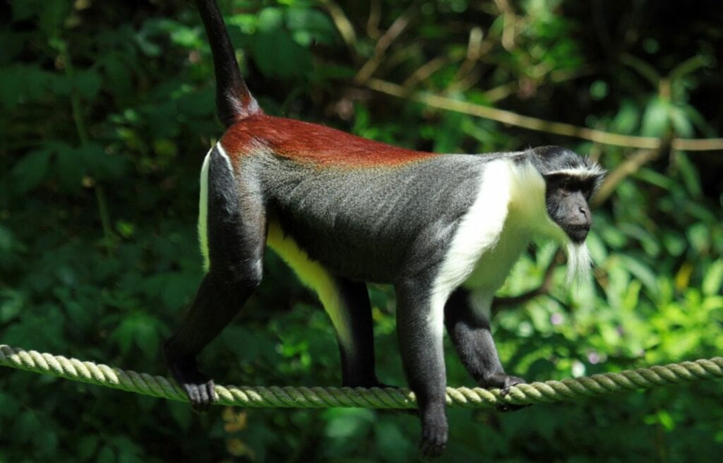 a Roloway Monkey walking on a rope