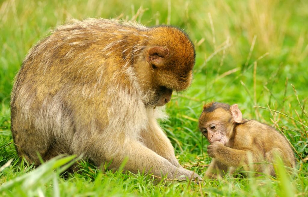 A mother and baby Barbary macaque on a grass