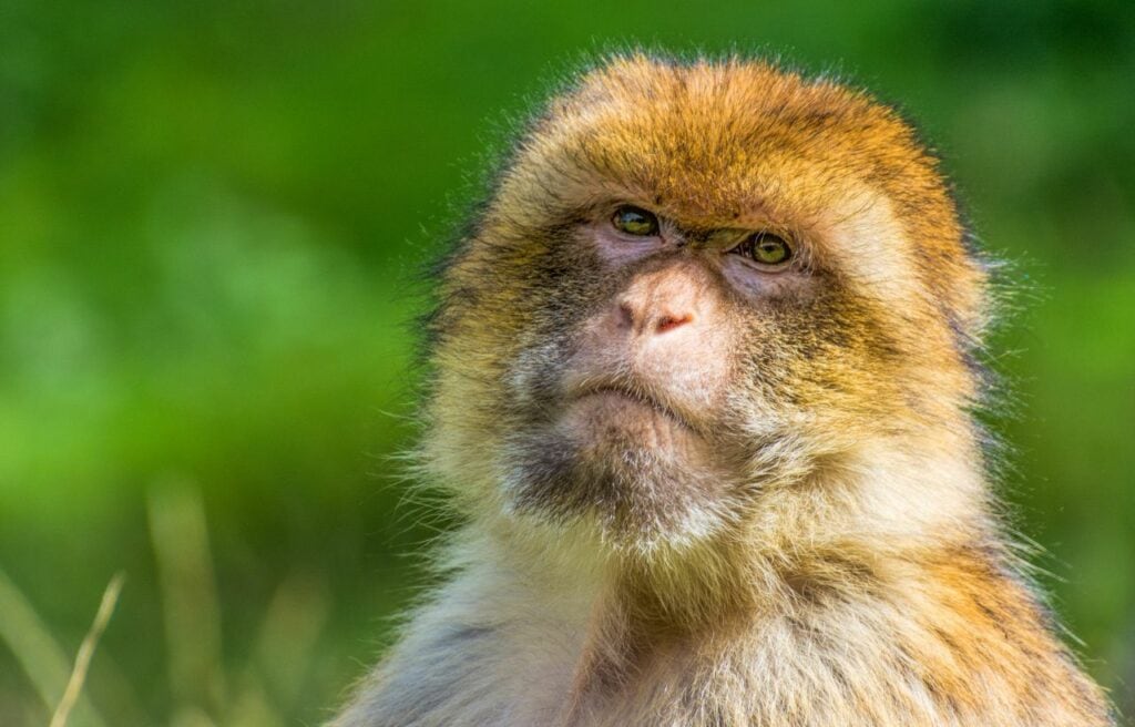 Close up of the face of a Barbary Macaque
