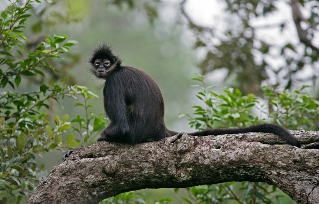 A  Central American Spider Monkey sitting on a tree