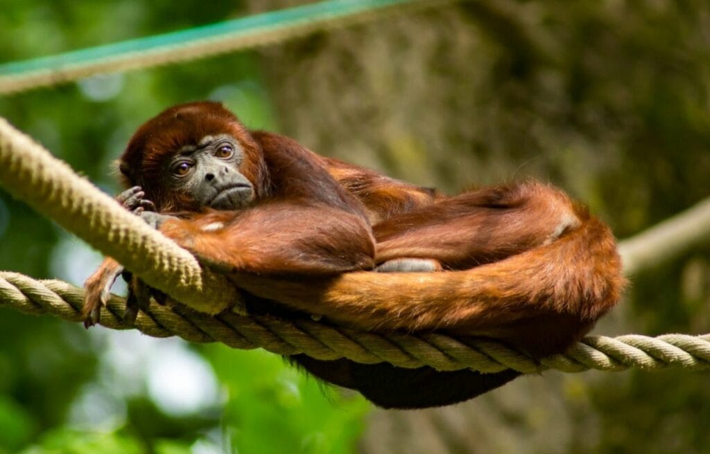 a Colombian Red Howler lying on a rope