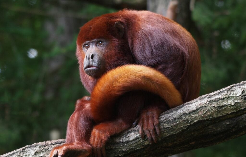 a Colombian Red Howler slouched  on a tree