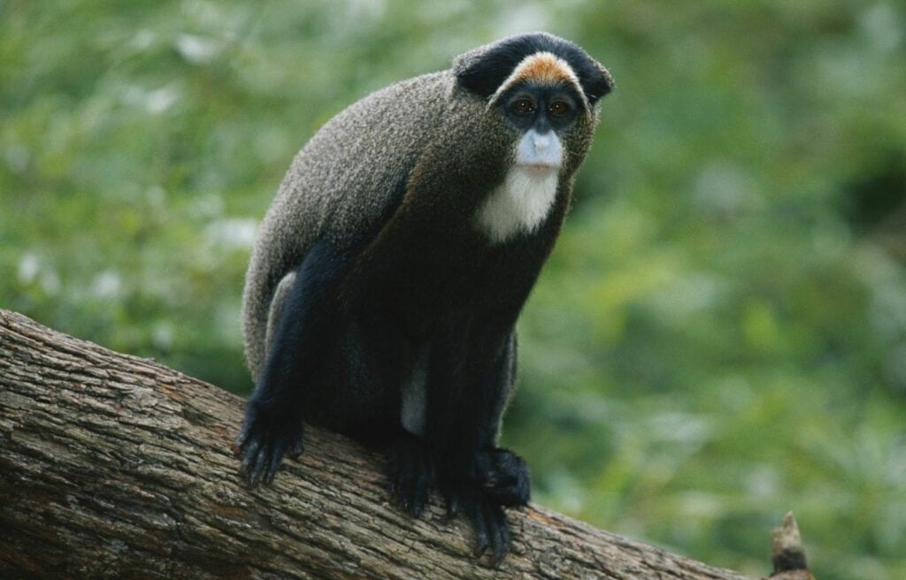 a De Brazza’s monkey sitting on a tree