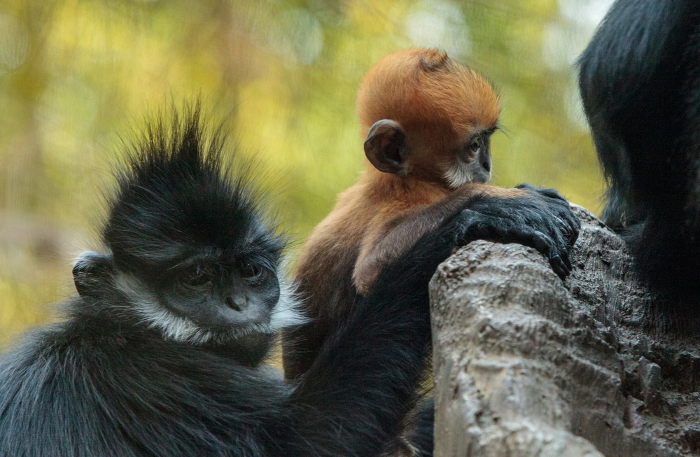 A mother and baby  François langur in their natural habitat