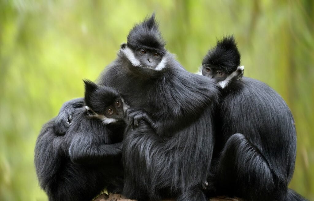 family of François langur in a forest
