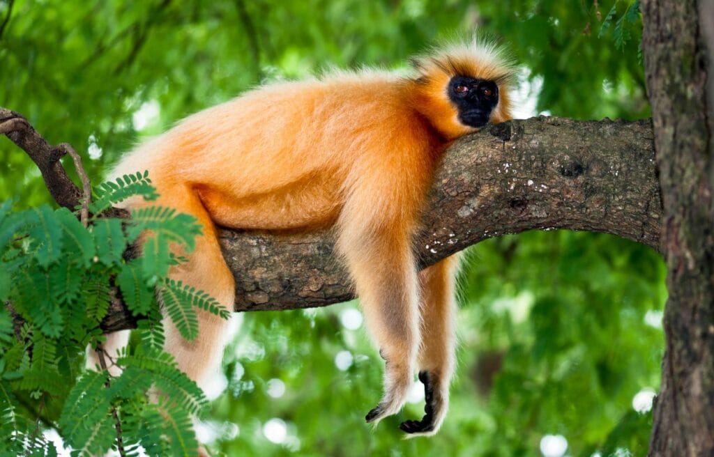 a Gee’s Golden Langur resting on a tree branch