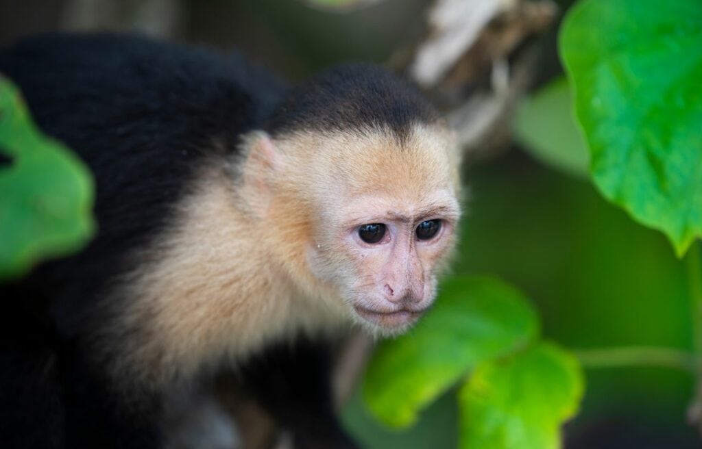 close up of a Panamanian White-Faced Capuchin behind leaves