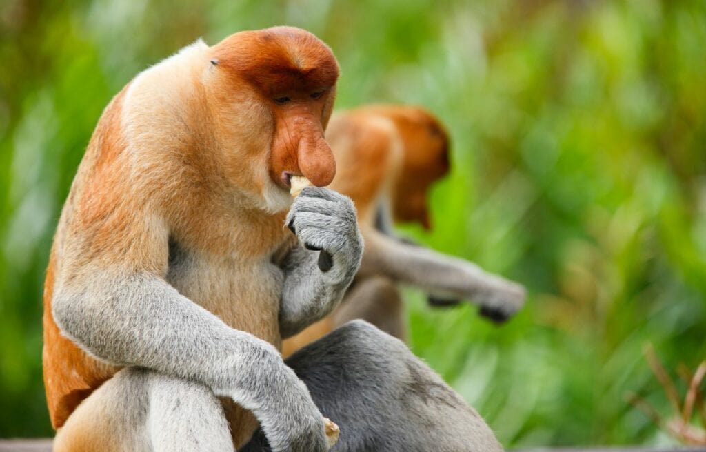 a Proboscis Monkey eating a fruit