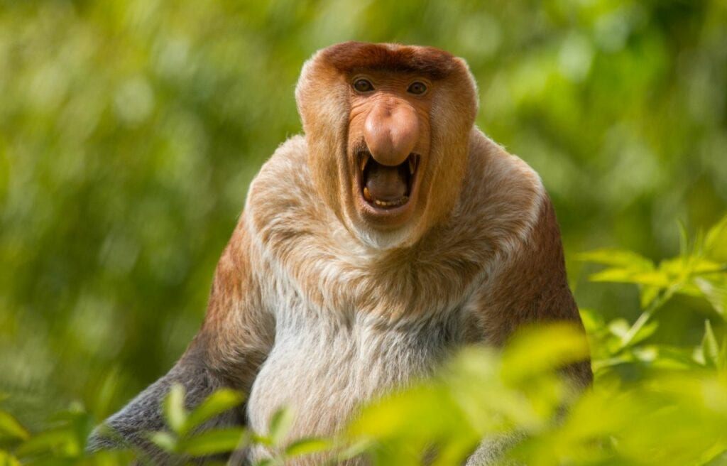 A Proboscis Monkey with mouth opened in the forest