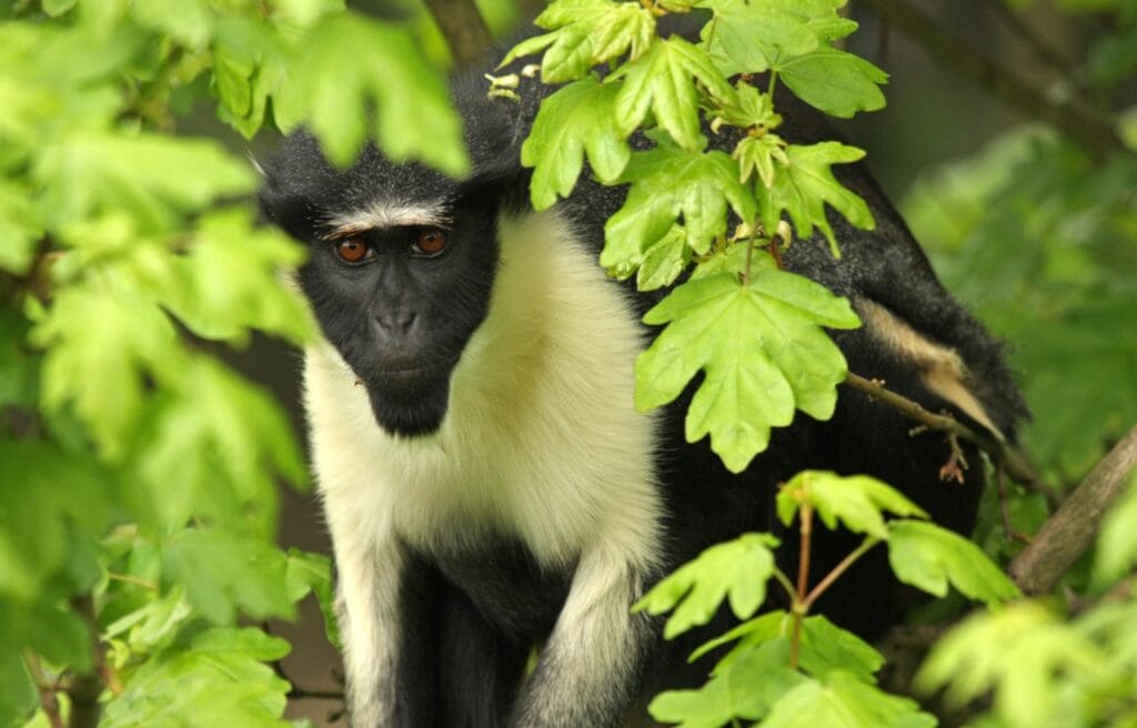a Roloway Monkey showing its white tufts behind the leaves