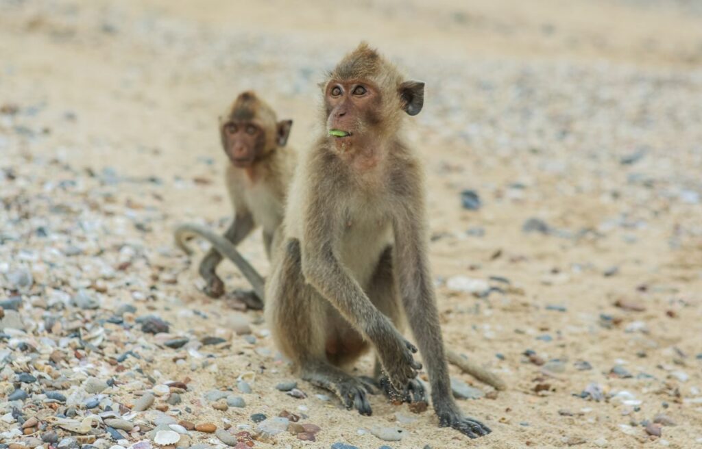 Two crab-eating macaque on a shore