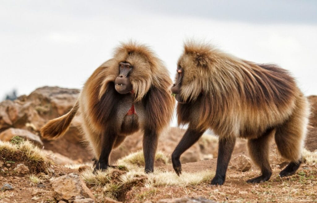 Two gelada baboons in Ethopian Highlands