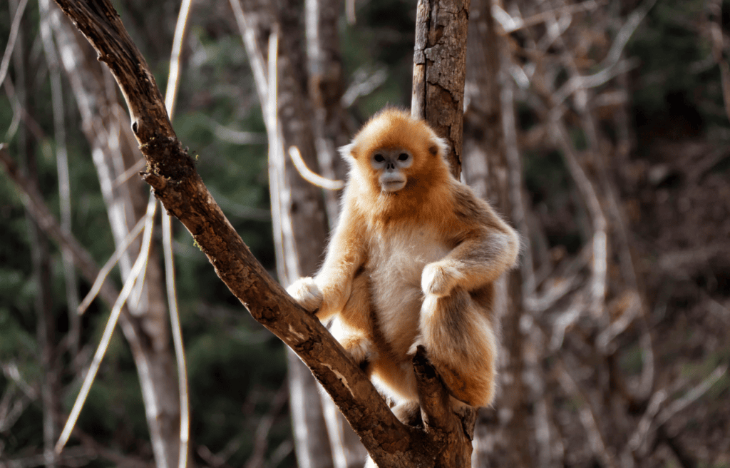 A golden snub nosed monkey watching from a tree